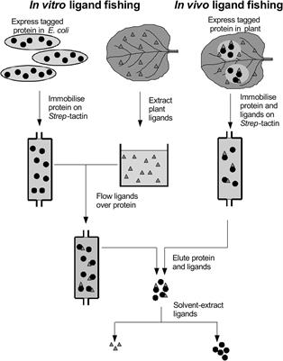 Protein-Ligand Fishing in planta for Biologically Active Natural Products Using Glutathione Transferases